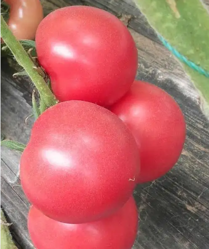 米易精品带叶西红柿粉果 框装35