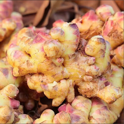 云南带泥新姜小黄姜20斤