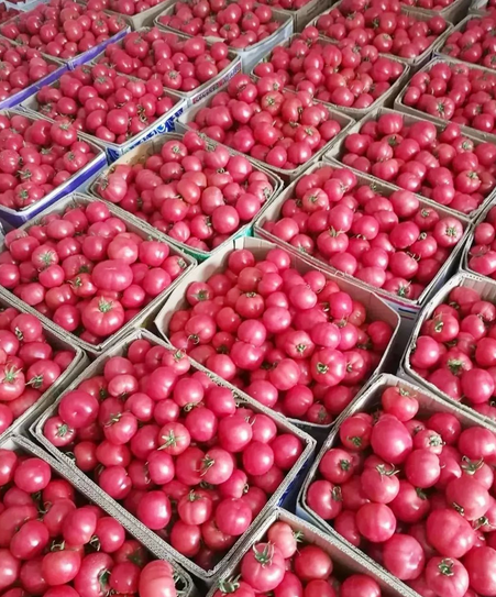 米易精品西红柿红果 框装42