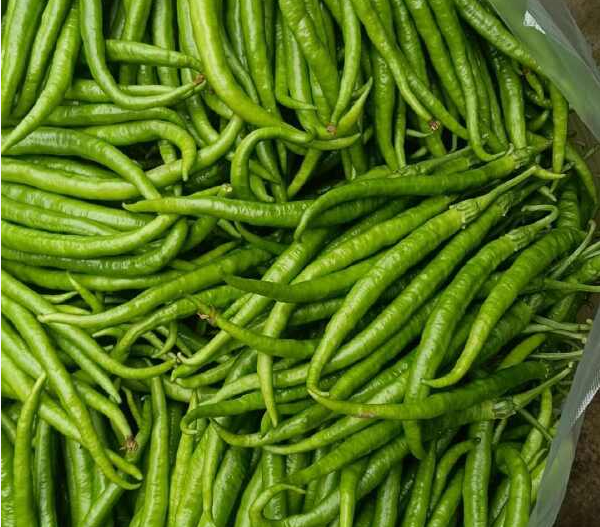 广东精品薄皮二荆条