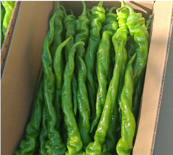 四川精品螺丝椒