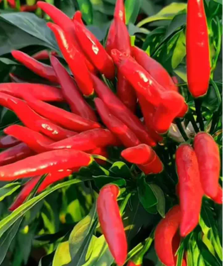 海南精品红小米椒