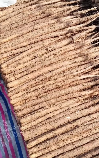 河北精品铁棍山药