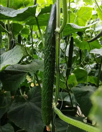 山东精品带花刺黄瓜件32.5