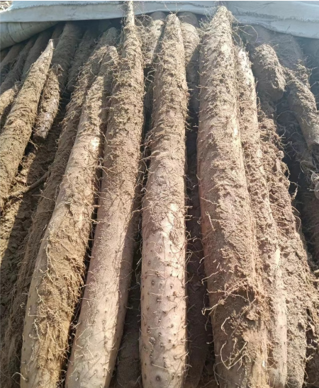 银川精品大号白玉山药