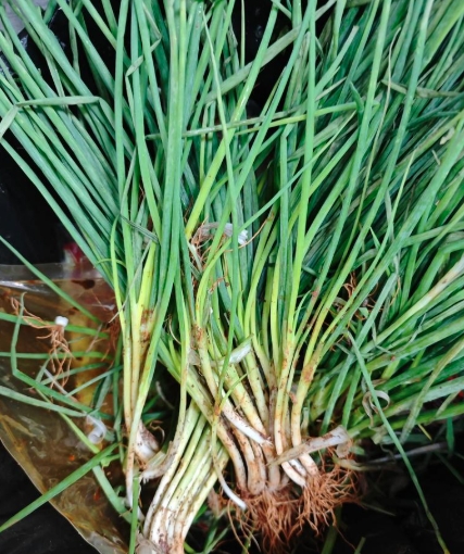 广西本地新鲜带泥小葱20斤