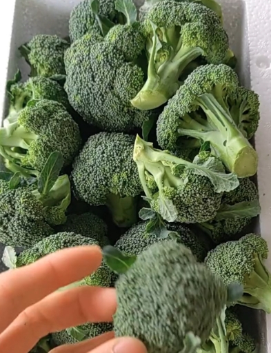 云南西兰花28斤1件