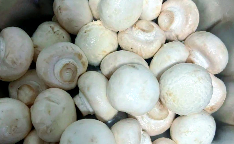 甘肃精品口蘑  5.5斤