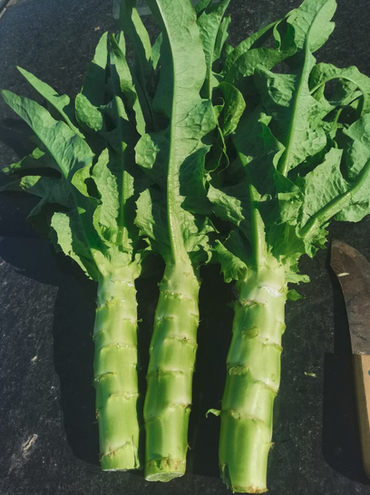 本地现采四青莴笋  30斤