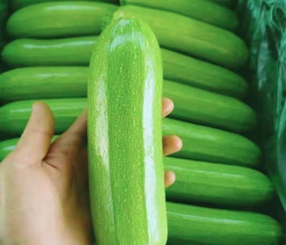 四川精品三月瓜 西葫芦（三月瓜）31斤