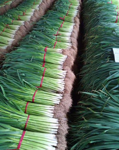 云南水洗蒜苗件净重30.5