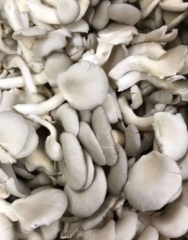 四川精品平菇 8.5件