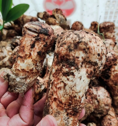 四川香菇（食堂菜）袋装10袋