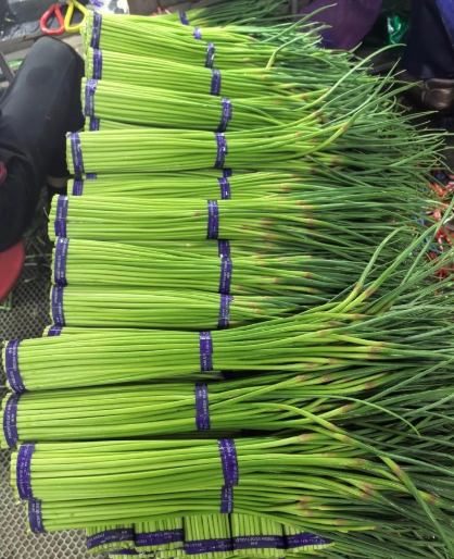 河南蒜苔袋装 15斤