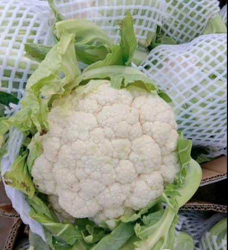 云南实花菜 件装 净重33