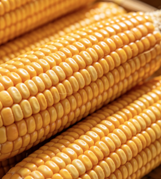 海南黄甜干玉米