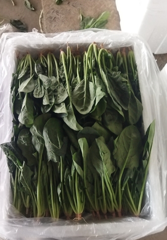 本地菠菜袋装10袋