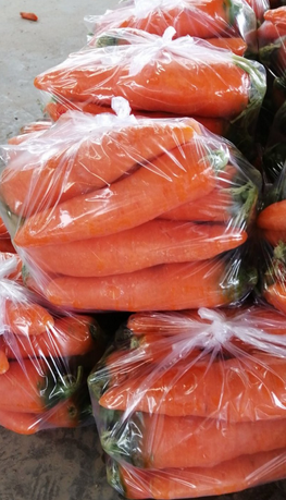 福建精品广胡萝卜 箱装