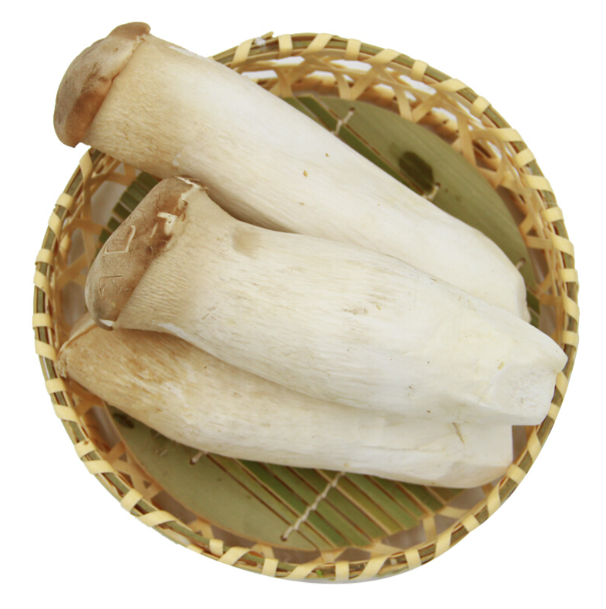 天福中号杏鲍菇