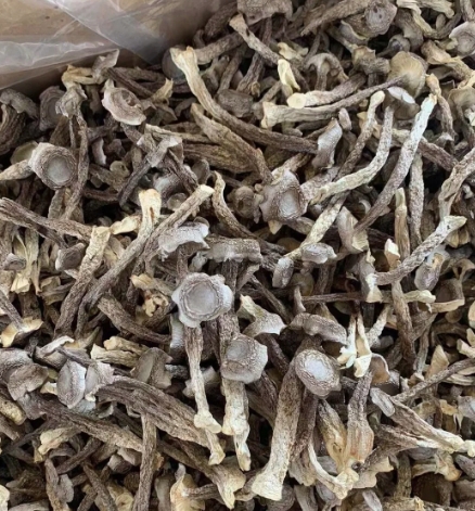 琪英鹿茸菇5斤