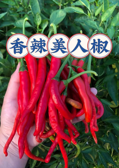 海南美人椒毛重14斤