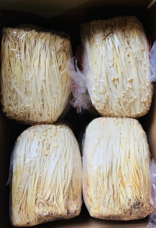 天福黄金针菇 20斤