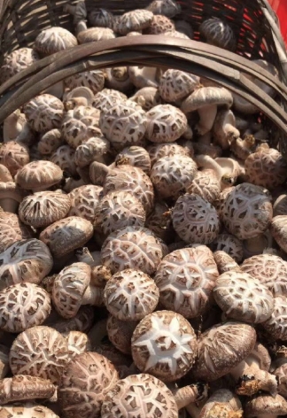 四川精品香菇袋装5袋