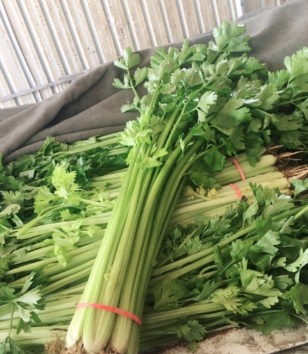 河南小西芹 件 42斤