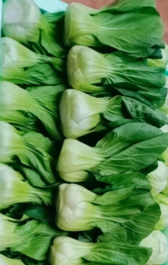 云南上海青件装净重 48 斤