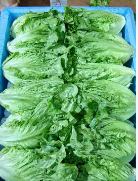 云南大利生菜件装净重 40 斤