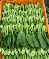 本地新鲜瓢儿白  袋装20斤