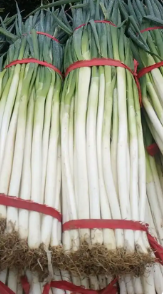 河南切叶大葱定装30斤中粗