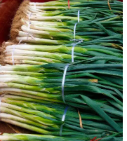 河南切叶粗大葱30斤