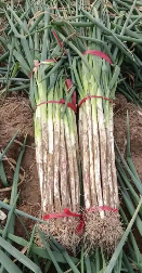 河南切叶细大葱30斤