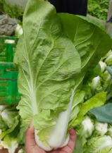 云南黄白菜 件 净重50斤