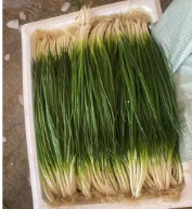 云南精品水洗小葱  件  26斤