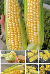 云南精品花甜水果玉米件装50斤