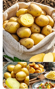 云南黄皮黄心新土豆  4两通天 箱装 不定装 75斤