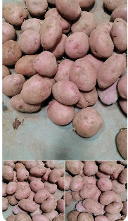 内蒙红皮土豆 袋装 65斤 不定装