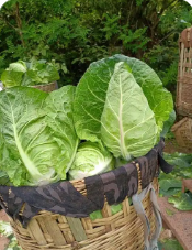 本地新鲜鸡心白（牛心白）40斤