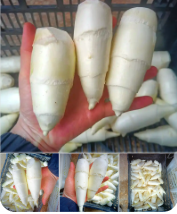 广东精品茭白（高笋）20斤