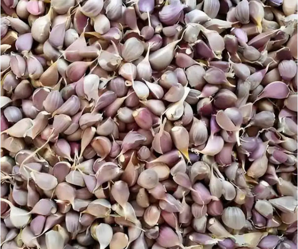 河南普通蒜籽5*10