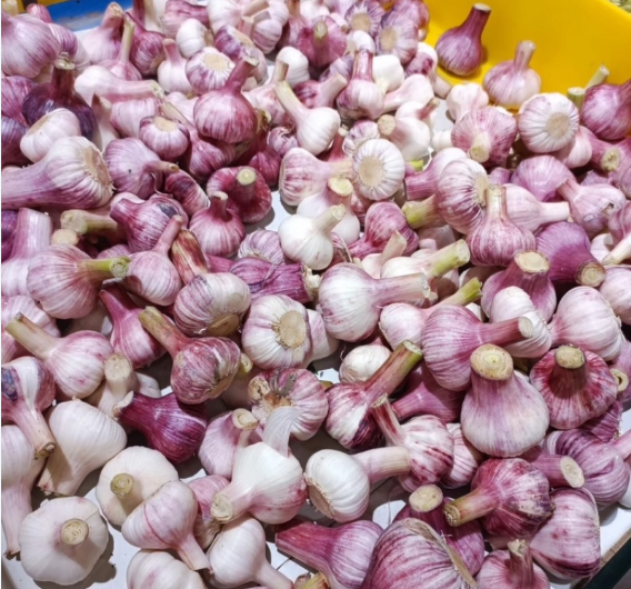 河南蒜头6.5，40斤