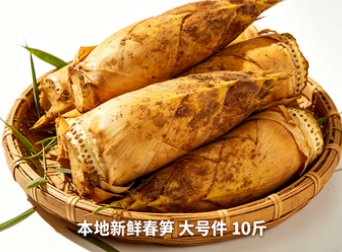 本地新鲜春笋  大号件 10斤