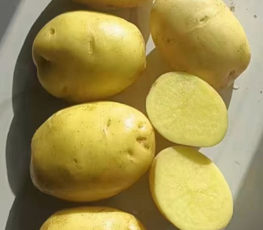 陕北黄心土豆1-3两