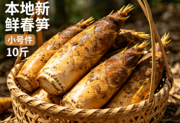 本地新鲜春笋  小号件 10斤