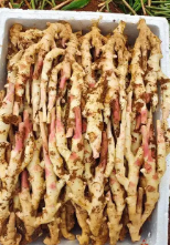 广西精品带泥仔姜件装20斤