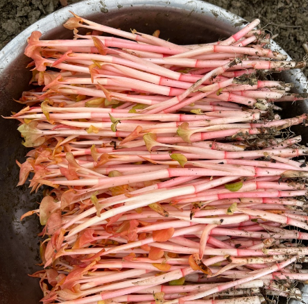 本地折耳根芽