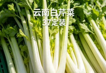 云南白芹菜 37定装