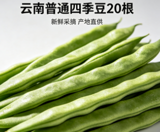 云南普通四季豆20